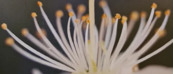 Blüte 1