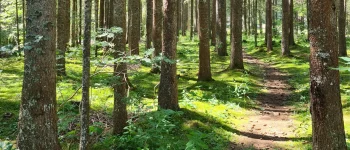 Weg Wald Lauenensee